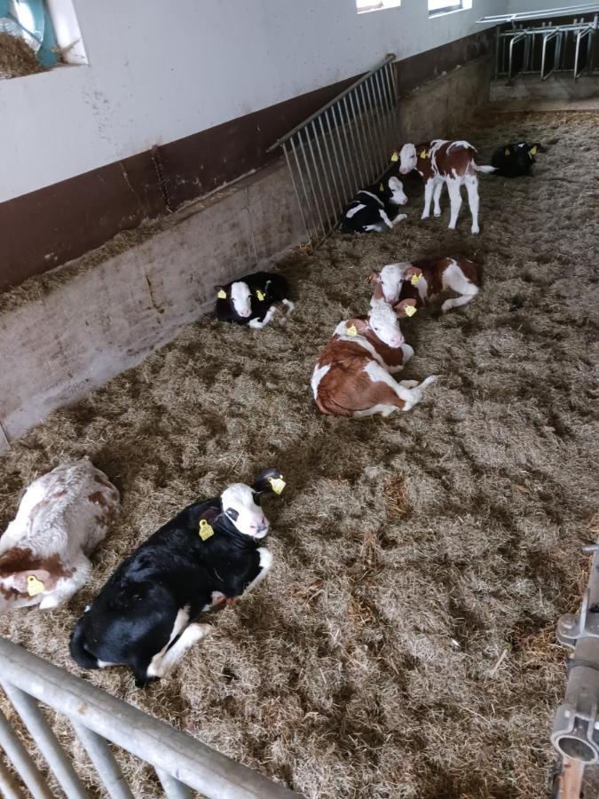 Ferienwohnung Eder Hochfilzen Buitenkant foto